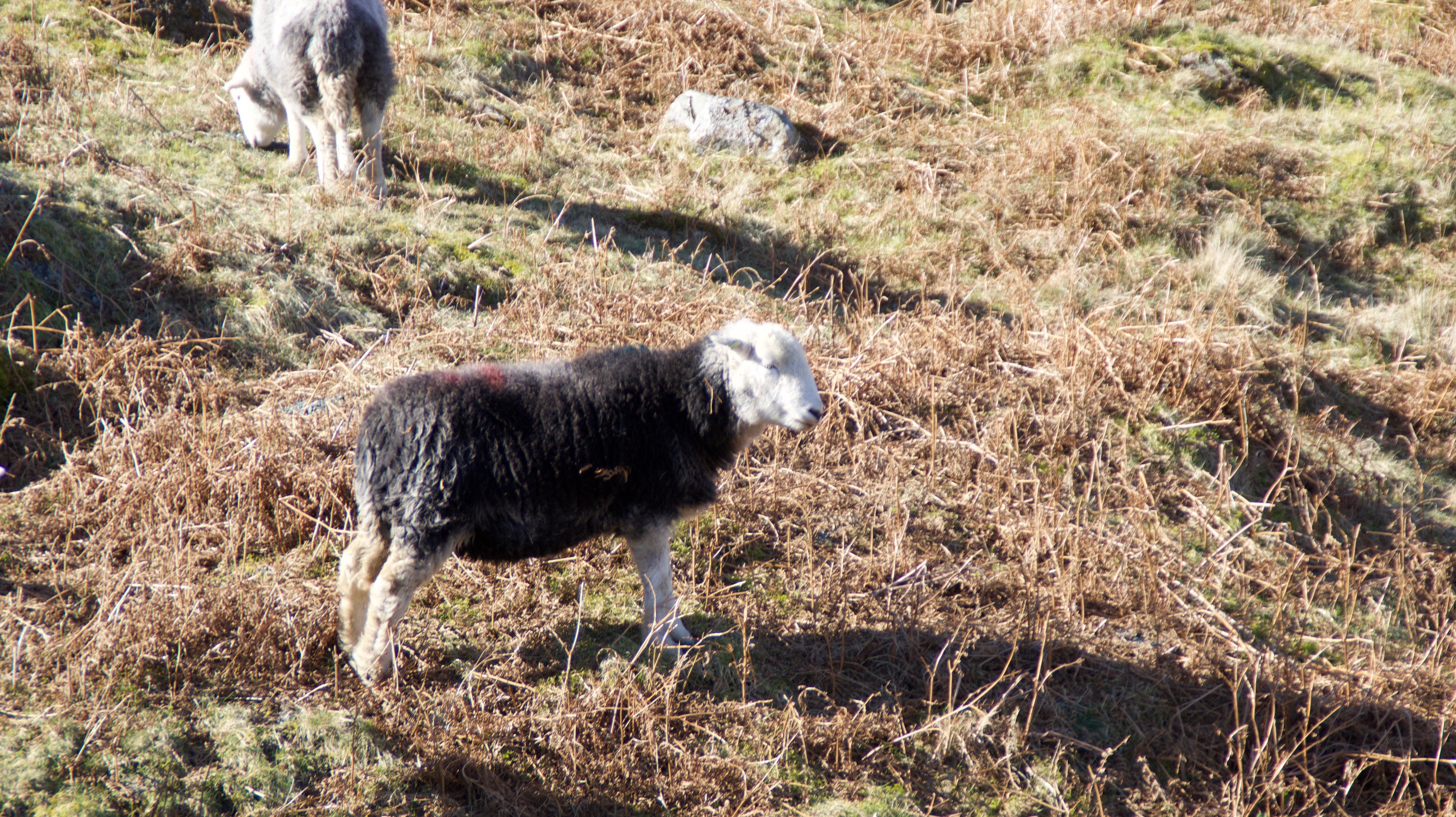 Wool, Wool Felt & Sustainability